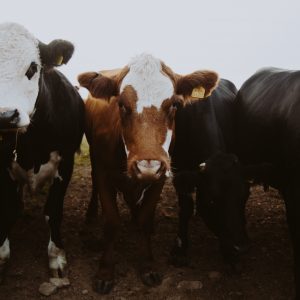 cows; animal healthcare industry; animal health trends;