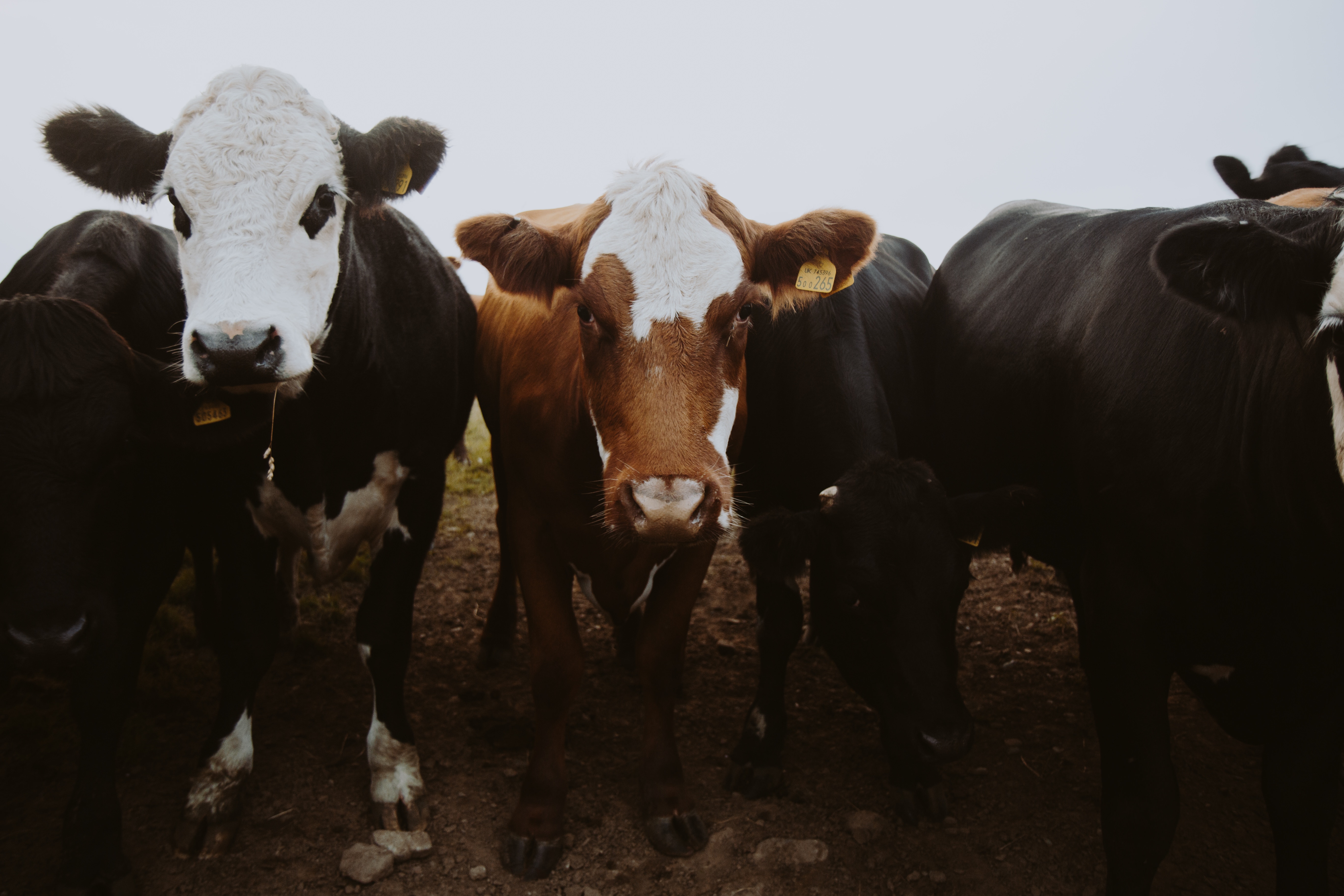 cows; animal healthcare industry; animal health trends;