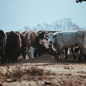animal health industry trends for 2019