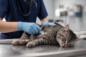 Veterinary Recruiter