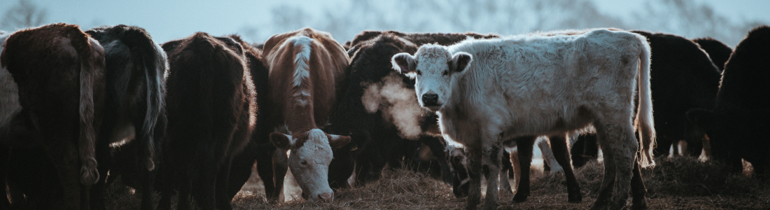 Animal Heath Trends for 2019 Animal Heath Trends for 2019